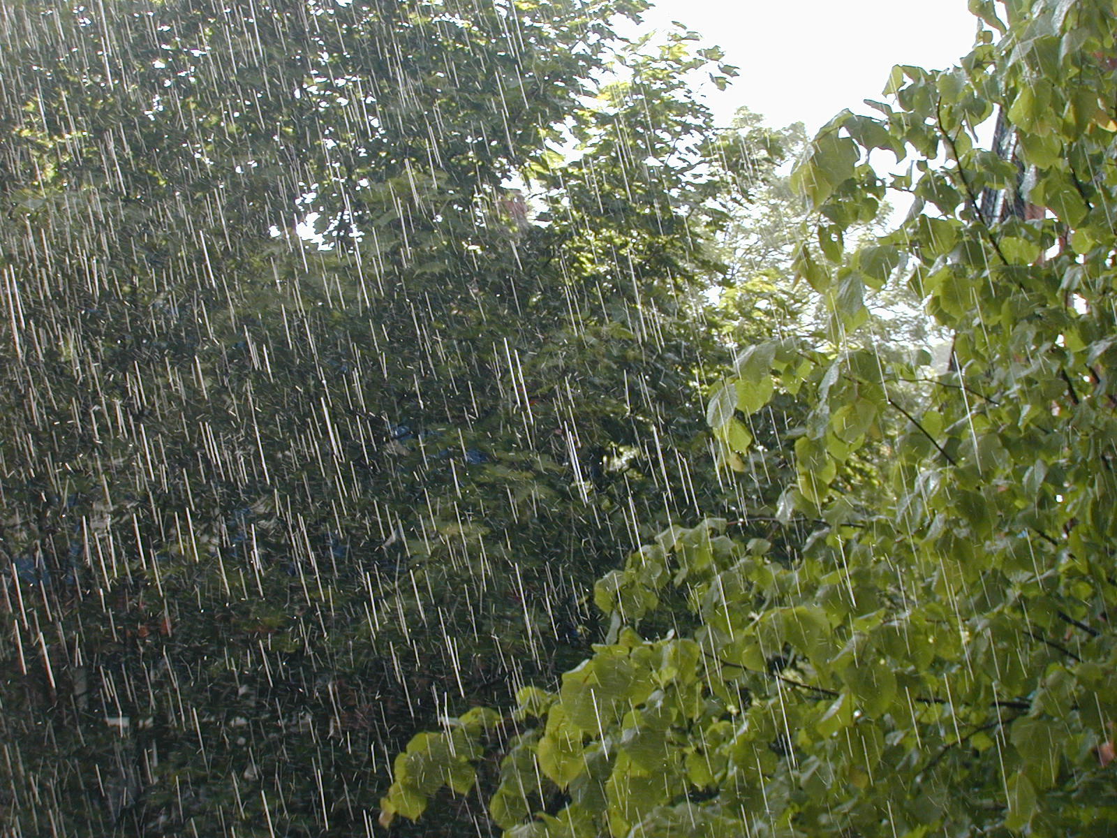 Risultati immagini per pioggia lieve